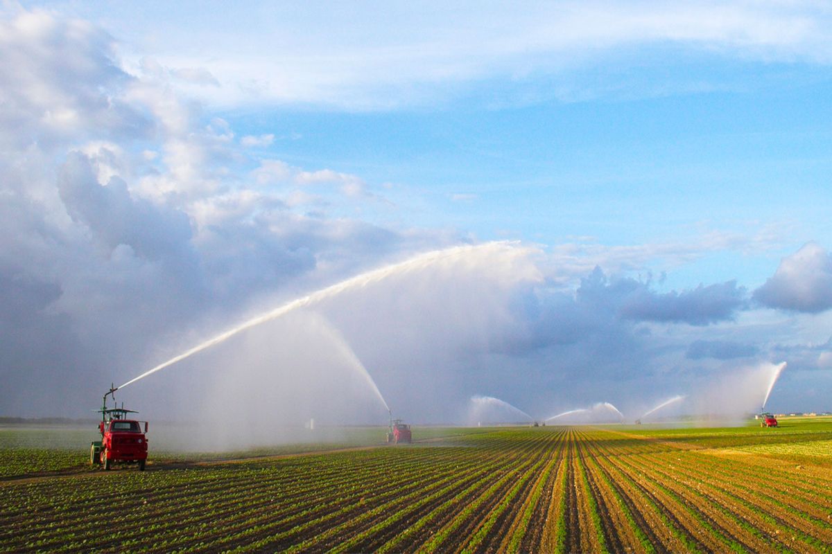 Irrigation machine waters crop on the field in Florida, USA (Getty Images/GeorgeBurba)