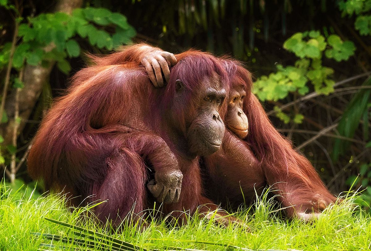 Orangutans (Getty Images/Photo by James Keith)