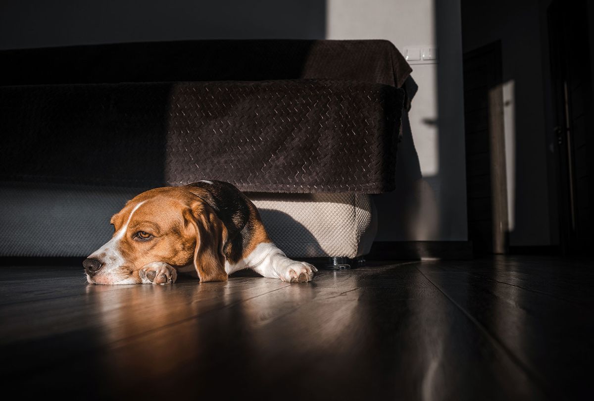 Beagle Lies On The Floor In The House (Getty Images / Aleksandr Pobeda / EyeEm)