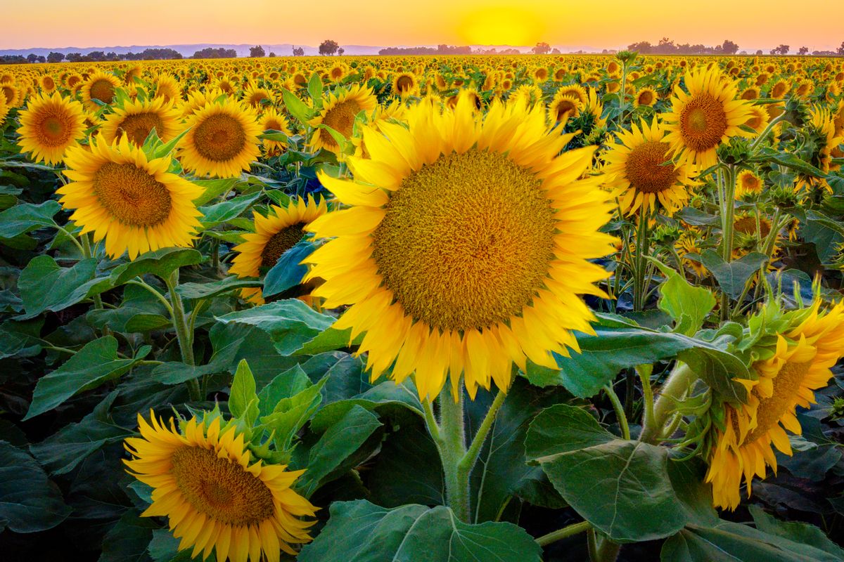 Sunflower field at sunset (Kristina Lapinski)