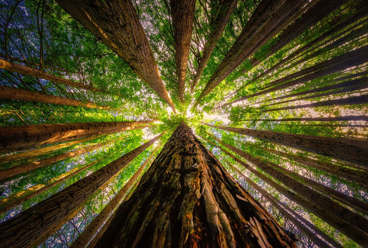 View of redwood trees from the forest floor (Getty Images/James Yu)