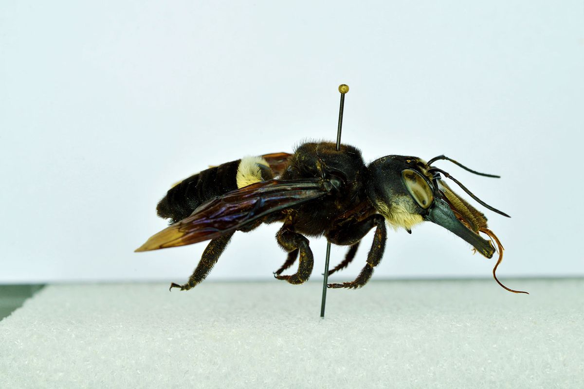 Megachile pluto, aka Wallace's Giant Bee (WikiCommons/Naturalis Biodiversity Center)