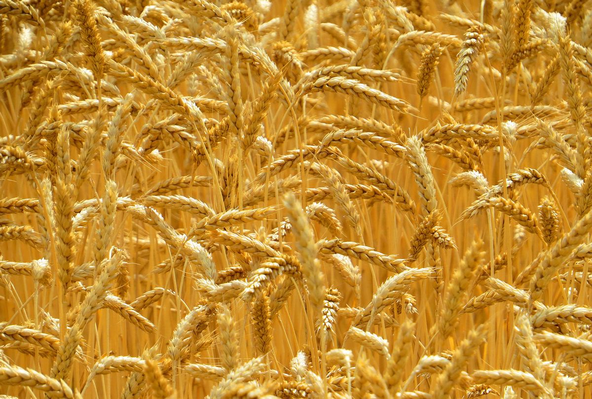 Wheat field, Kharkiv, Ukraine (Getty Images/ Alexander Semenov/500px)