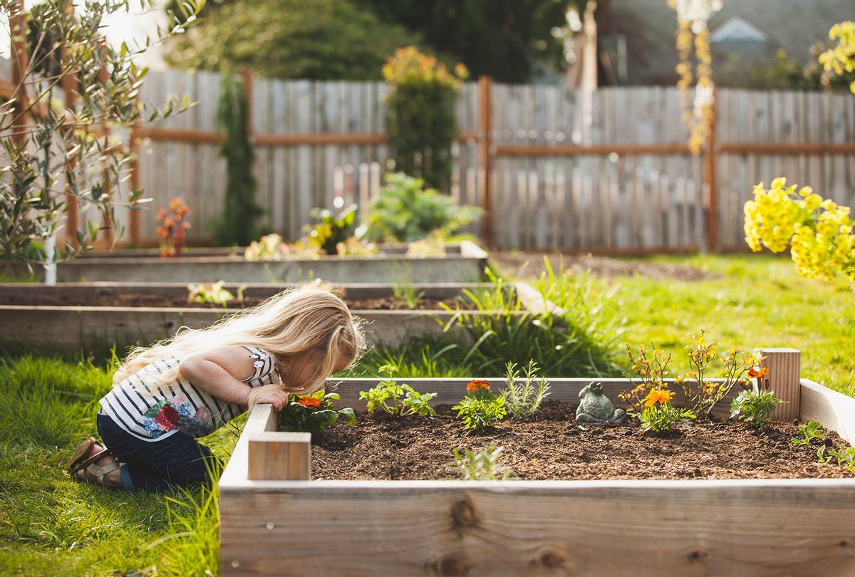 A little girl looking plants growing in raised beds in a backyard (Getty Images/Cavan Images)