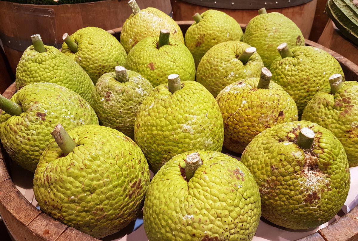 Close up of fresh Artocarpus altilis or known as Breadfruit (Getty Images / Firdausiah Mamat)