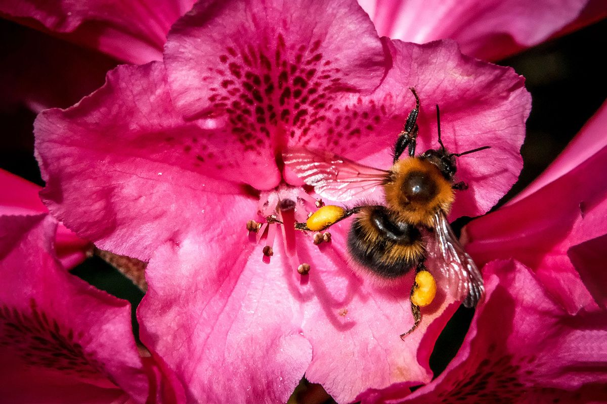 A bumblebee collects pollen from a rhododendron flower in a garden outside Moscow on June 1, 2021. (YURI KADOBNOV/AFP via Getty Images)