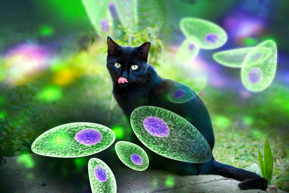 Toxoplasma gondii tachyzoites and the cat which is the definitive host of parasites, concept (Getty Images/Dr_Microbe)