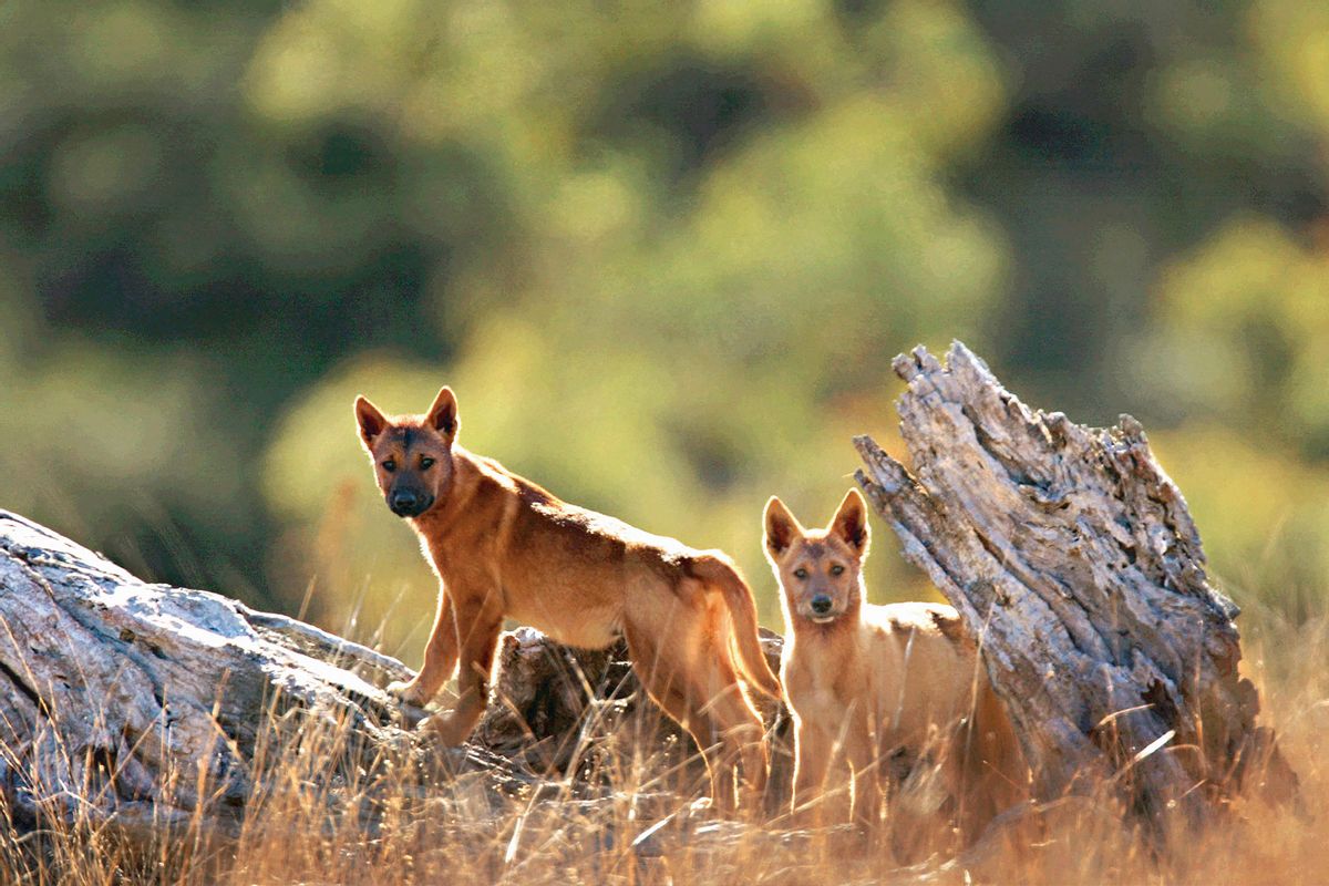 Dingo pups, approximately 3 to 4 months old, play on a fallen tree in the South Blue Mountains World Heritage Area west of Sydney. (Fairfax Media via Getty Images)