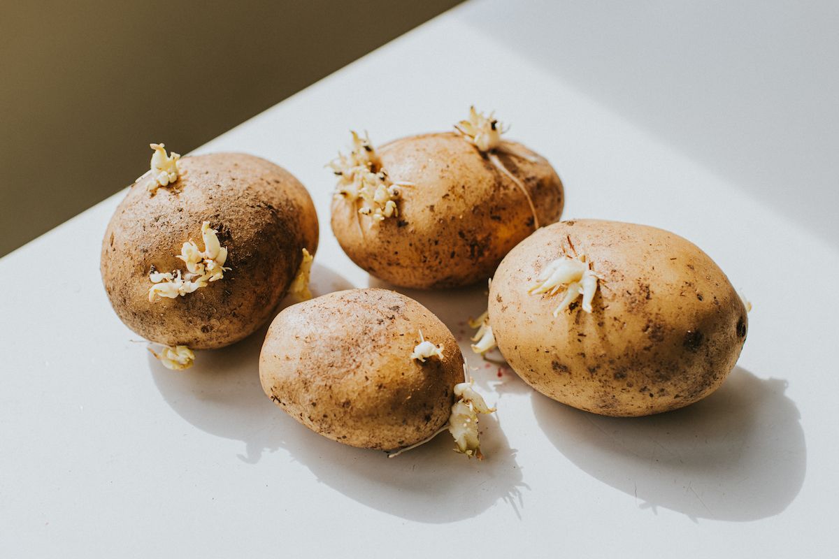 Potato growers can use AI to monitor and predict potato nutrition in real time