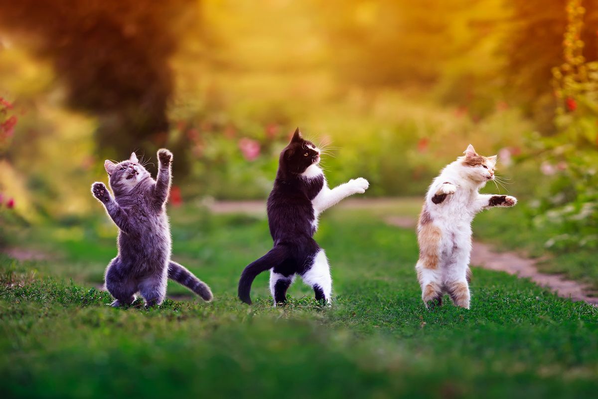 Three cats in a sunny meadow playing on the grass, standing/dancing on their hind legs (Getty Images/Nataba)