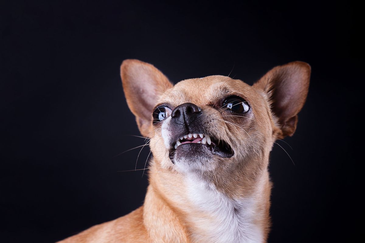 Angry chihuahua growling (Getty Images/Cris Cantón)