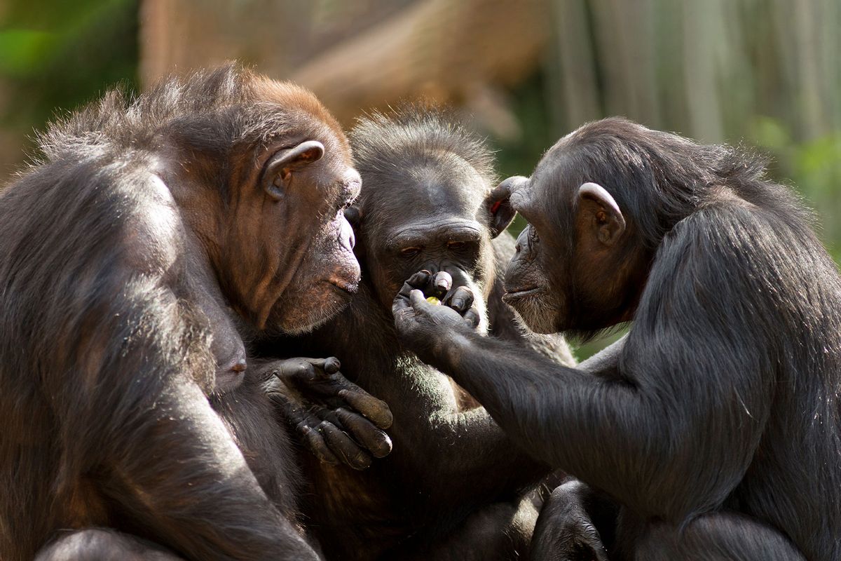 Three chimpanzees sitting in a group appear to have a meeting (Getty Images/curioustiger)