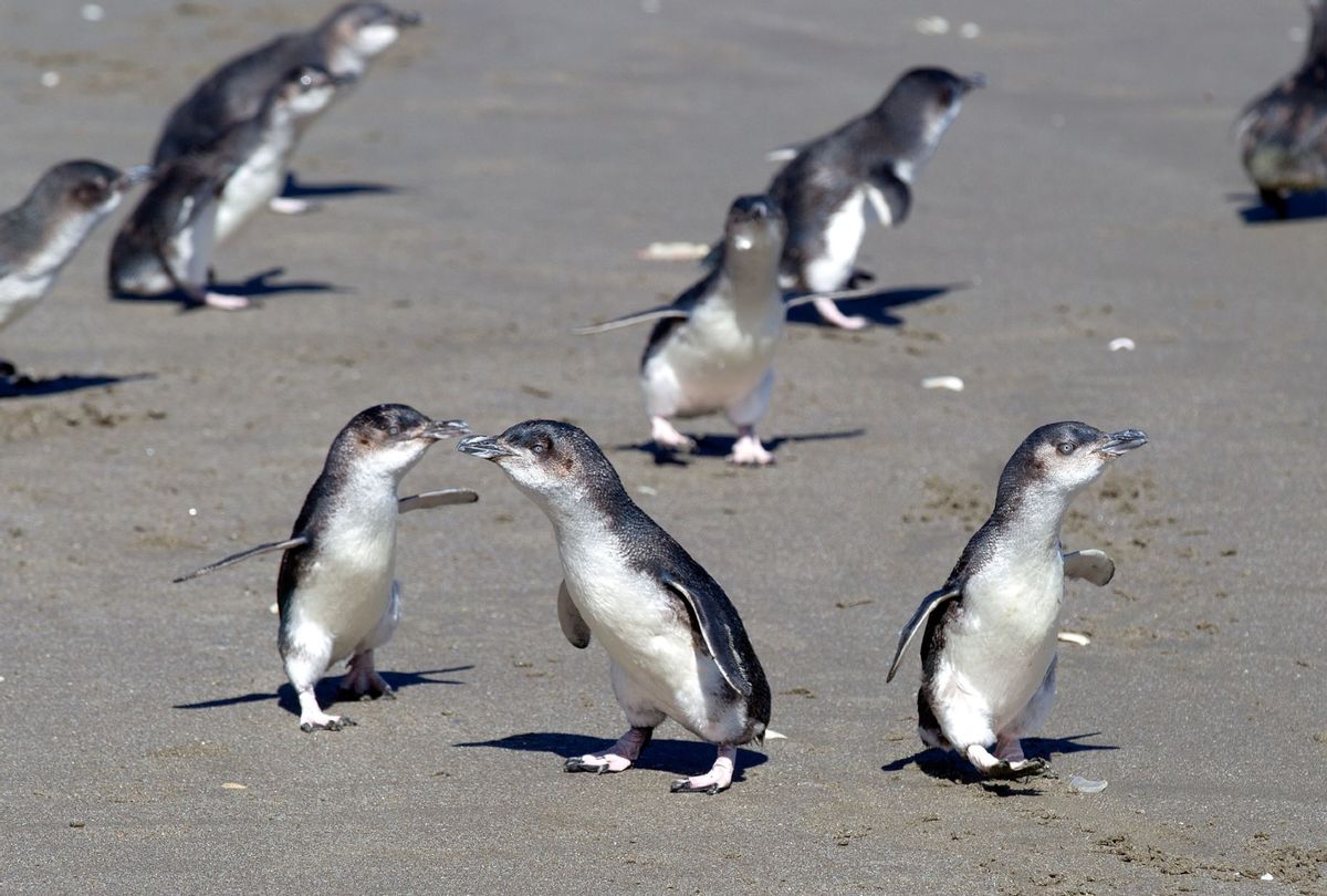 Little Blue Penguins runs towards the sea after being released by wild life workers and school children at Mount Maunganui beach in Tauranga on December 8, 2011. The Penguins were among those affected by New Zealand's biggest sea pollution disaster when the Monrovia-flagged container ship 'Rena' ploughed into a reef on October 5. (Marty Melville/AFP via Getty Images)