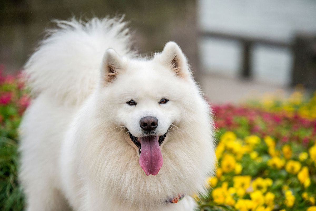 The 20 Cutest Dog Breeds According To Science Salon