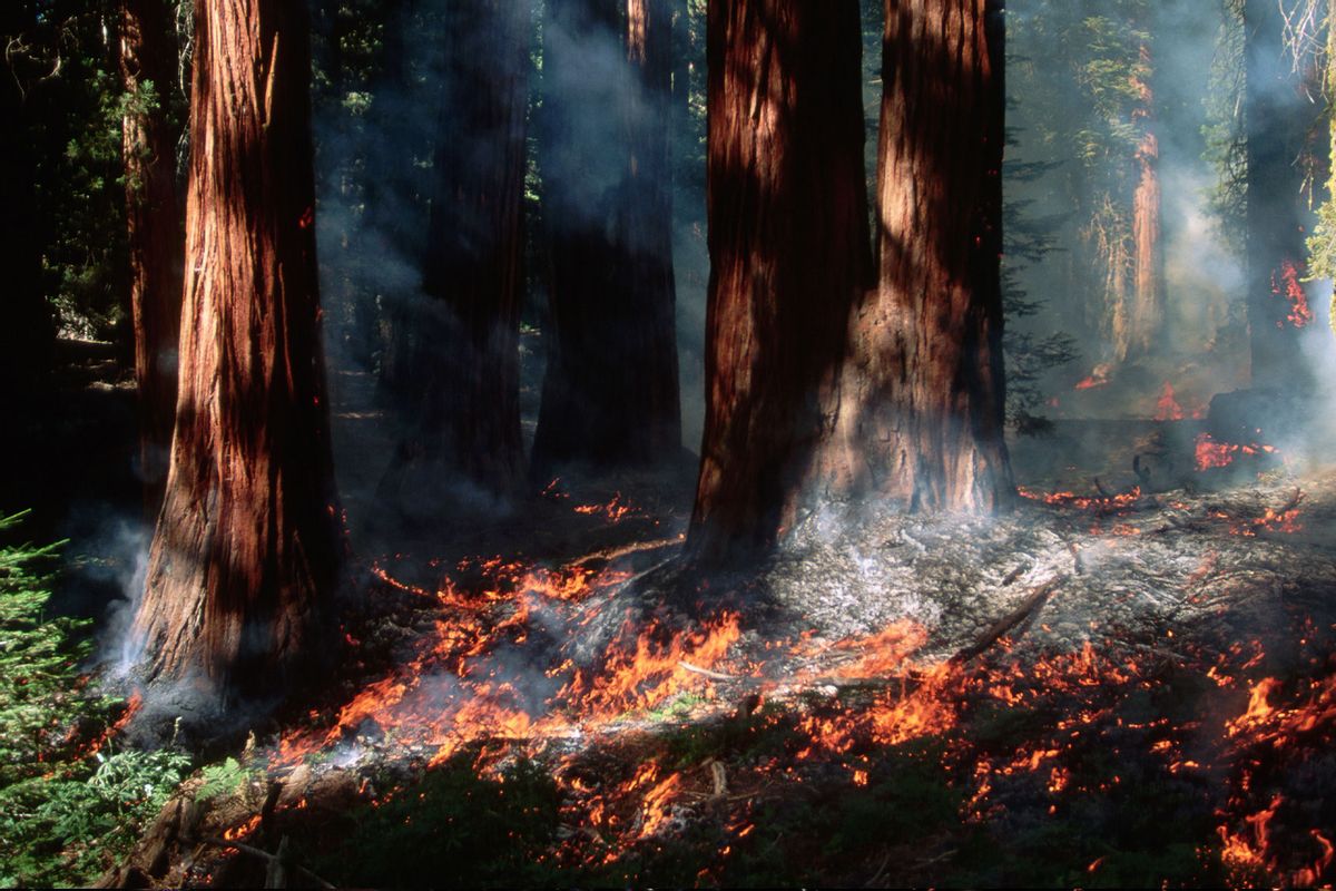 The controlled burn at the General Sherman tree landmark removes white firs and decayed matter from the forest floor, while not harming the sequoias. (Getty Images/Raymond Gehman)