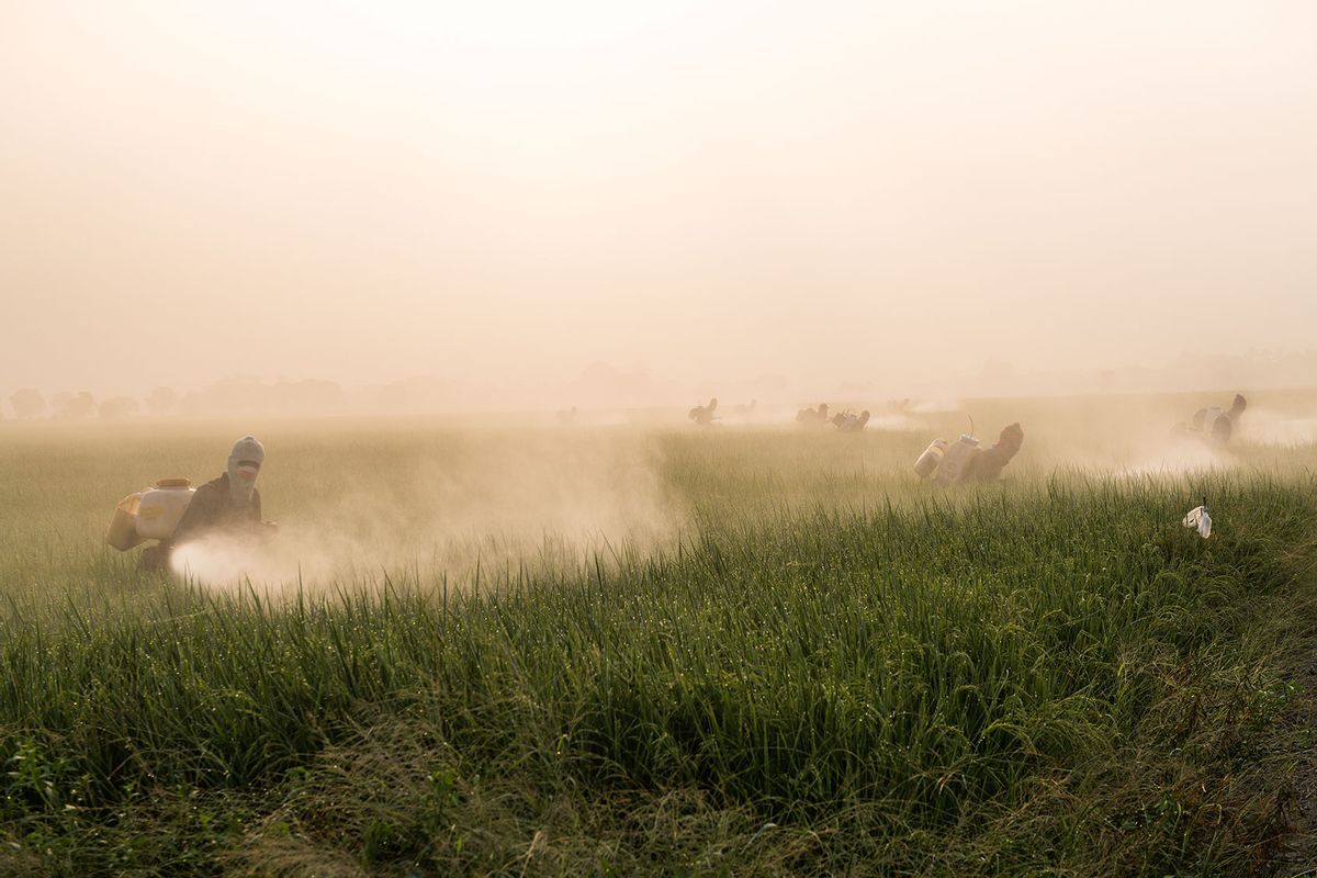 Farmers spraying pesticide on a field (Getty Images/Arun Roisri)