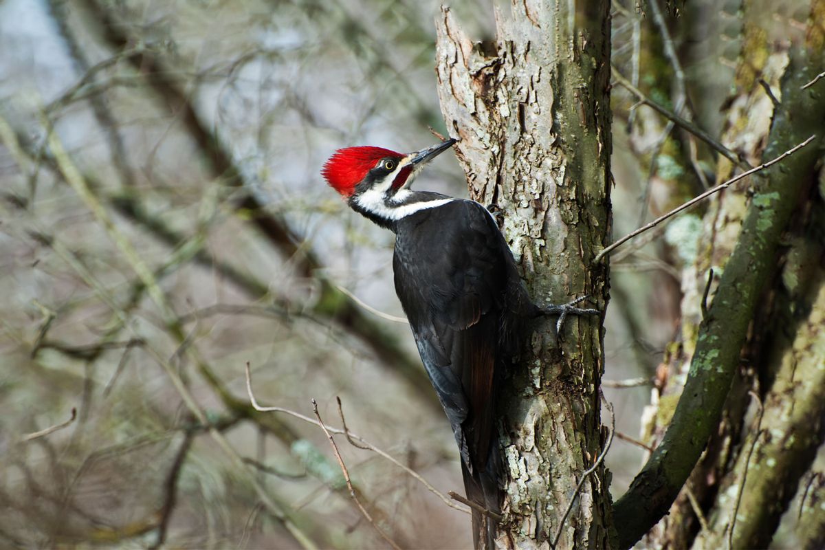 Male Pileated Woodpecker (Getty Images/Hamid Ebrahimi)