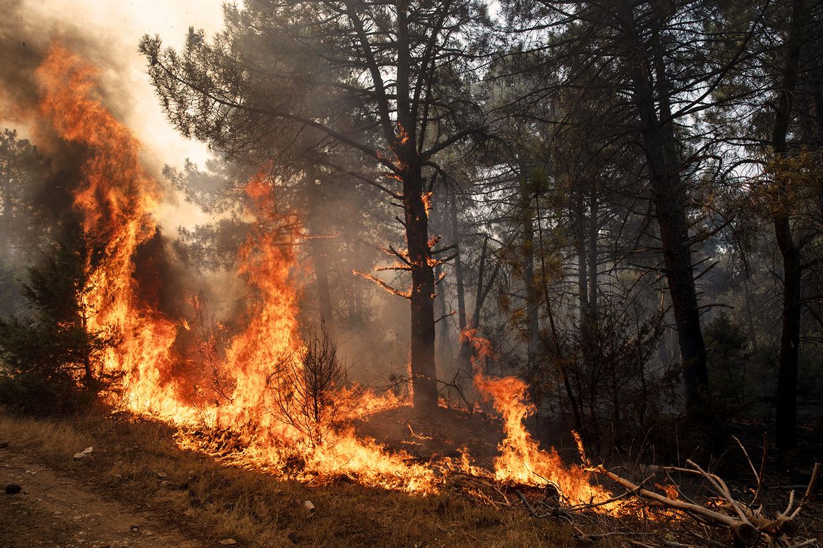 A flame burns a tree during a forest fire in Cebreros on July 18, 2022 in Avila, Spain. Wildfires have broken out across Spain and southern Europe amid a severe heatwave. (Pablo Blazquez Dominguez/Getty Images)