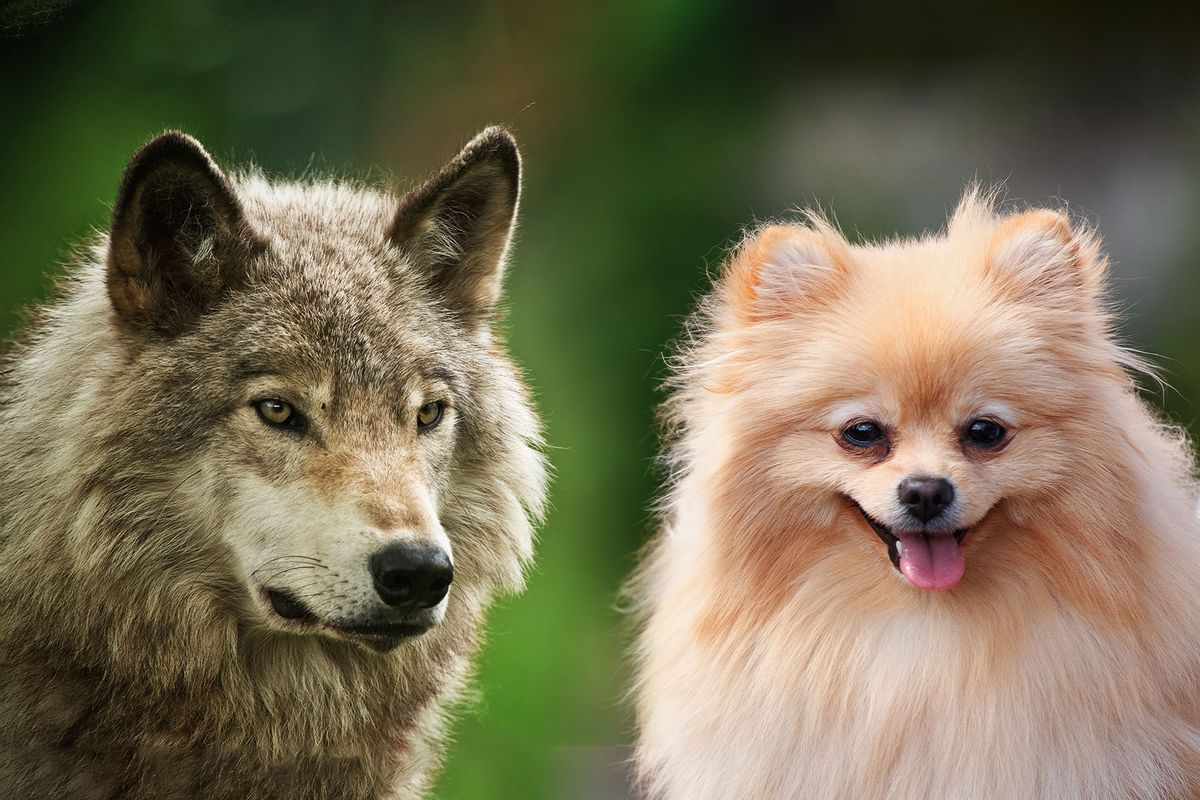 Timber Wolf and Pomeranian (Photo illustration by Salon/Getty Images)