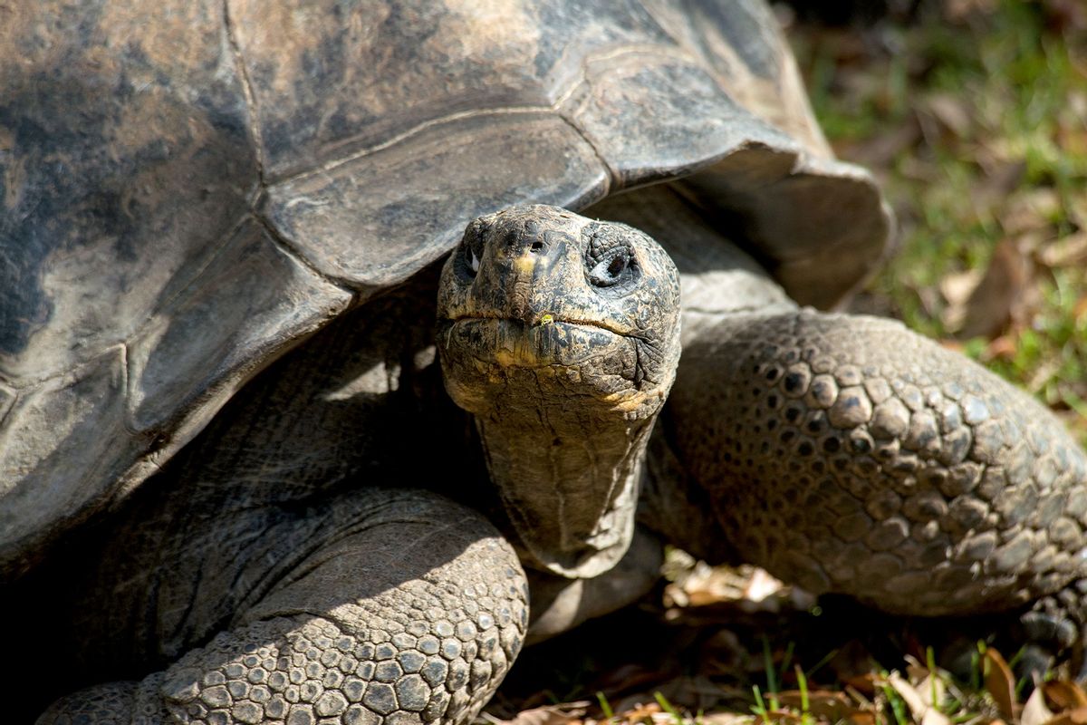 Galapagos Tortoise (Getty Images/Mark Newman)