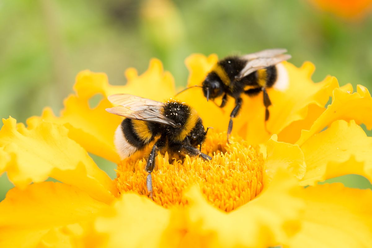 Bumblebees on a yellow flower (Getty Images/nnorozoff)