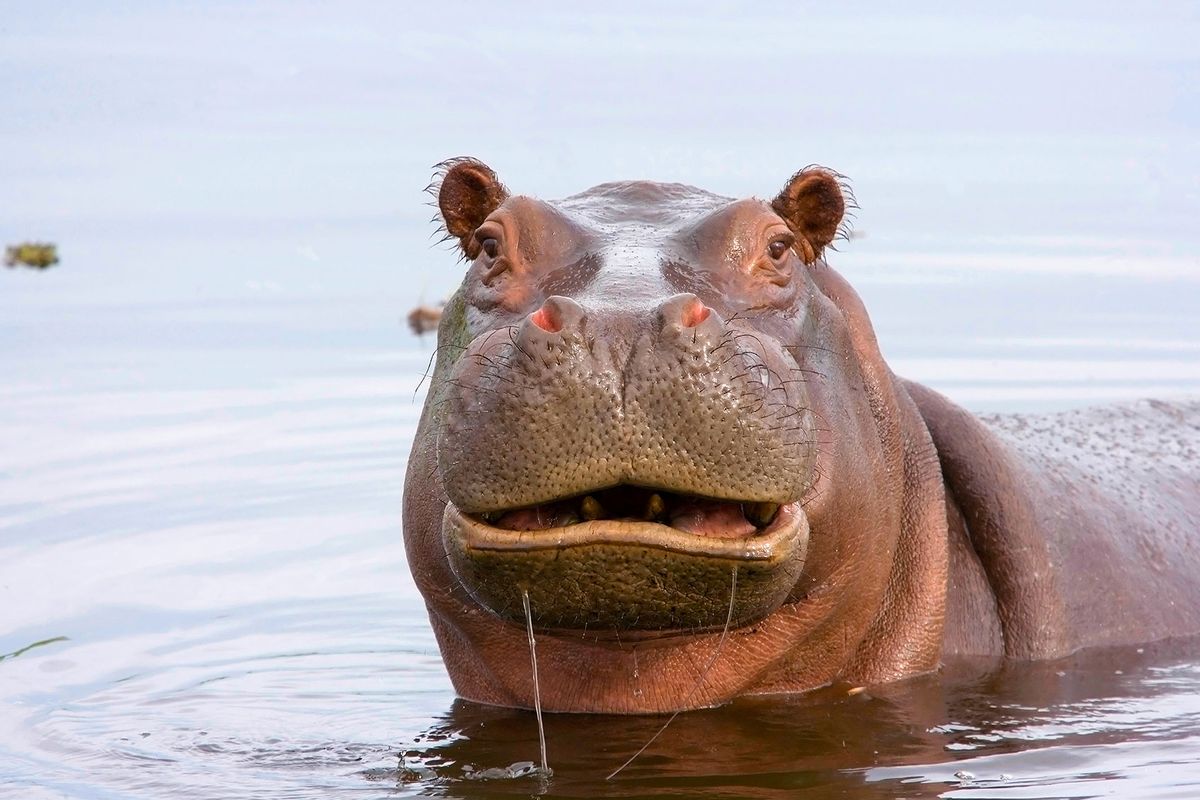 Hippopotamus (Getty Images/pjmalsbury)