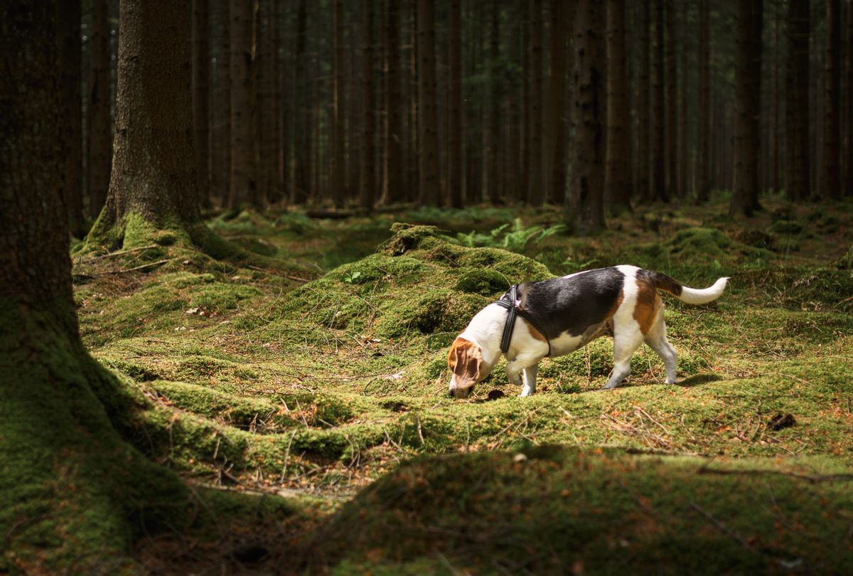 Beagle in forest  (Johner Images / Getty Images)