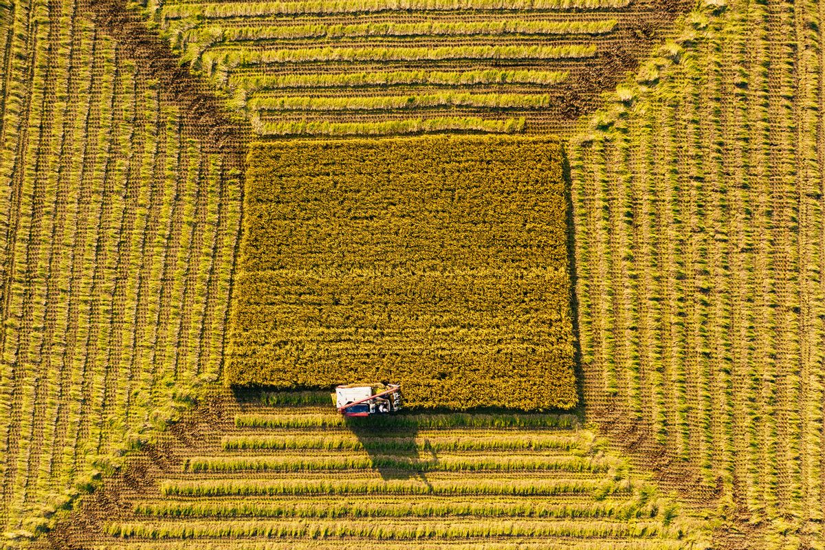 Aerial view Combine Harvester working on the Paddy Field in Autumn (Getty Images/Insung Jeon)