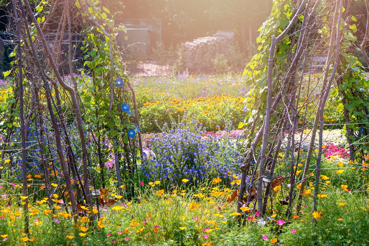 Wigwam shaped Pea and Bean stick trellis/supports in vegetable crop garden (Getty Images/Jacky Parker Photography)