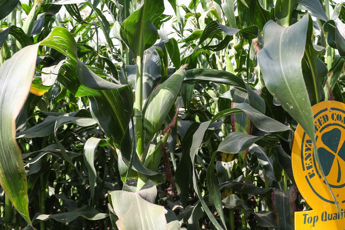 A variety of Kenya Seed Company maize crops (H-513) is seen growing at a demonstration plot during The Nakuru Agricultural Show, an event held annually by The Agricultural Society of Kenya. (James Wakibia/SOPA Images/LightRocket via Getty Images)