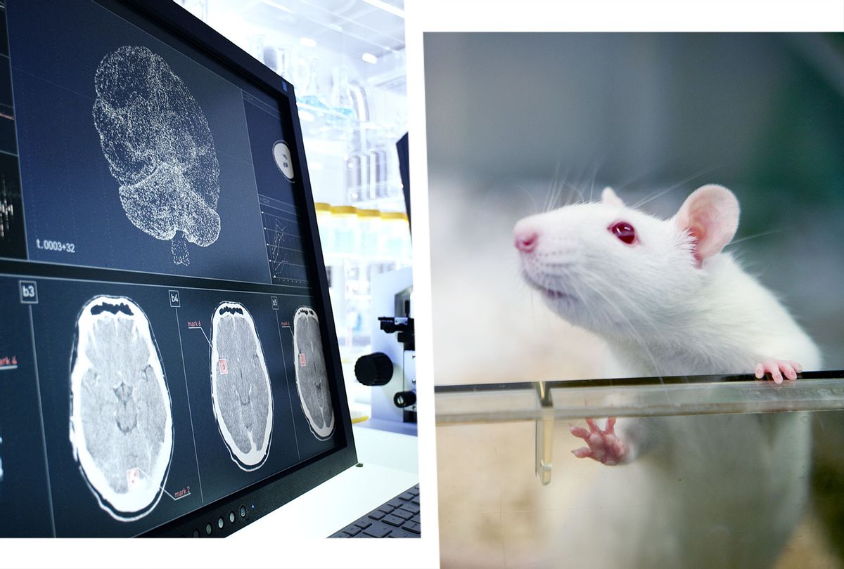 A rat's world map could hold the key to curing diseases of the brain |  