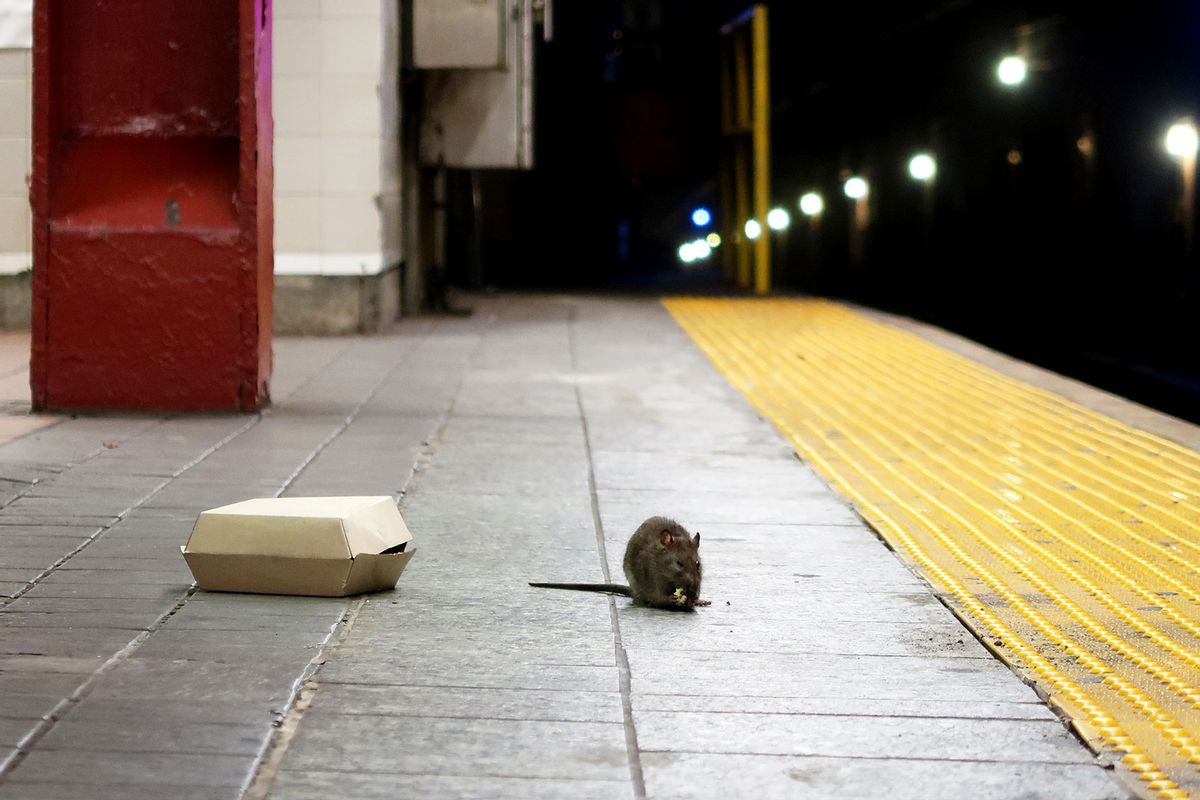 A rat eats on the platform at the Herald Square subway station in New York City (Gary Hershorn/Getty Images)