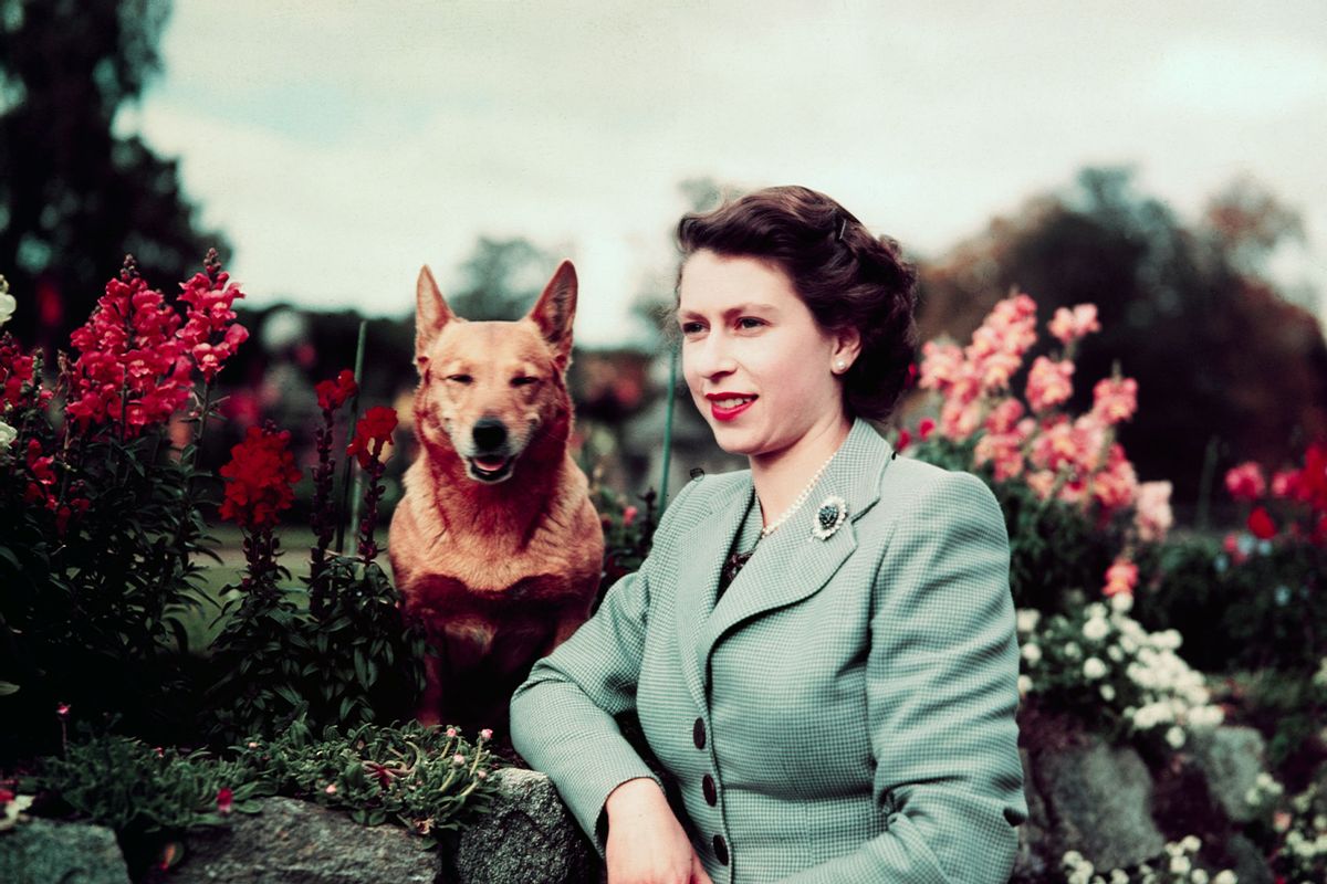 Queen Elizabeth II of England at Balmoral Castle with one of her Corgis, 28th September 1952 (Getty Images/Bettmann)