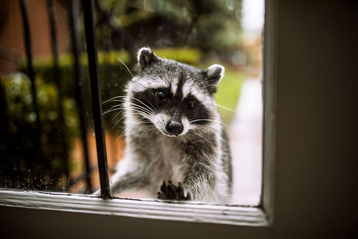 Raccoon (Getty Images / Mykel Leddel / EyeEm)