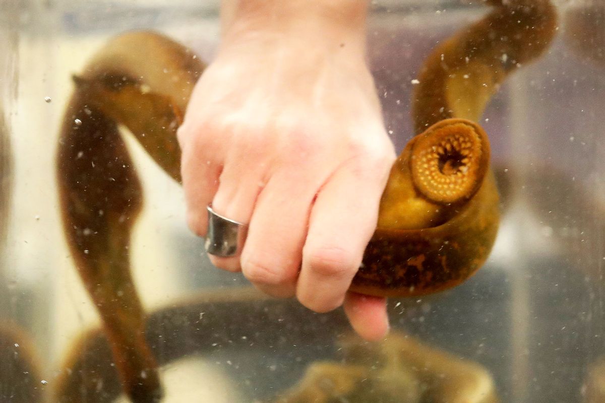 Sea Lampreys, Petromyzon marinus, are an invasive species in the Great Lakes (Steve Russell/Toronto Star via Getty Images)