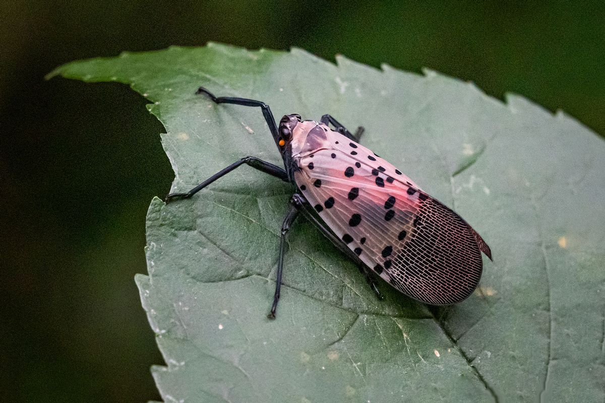Spotted Lanternfly (Getty Images)