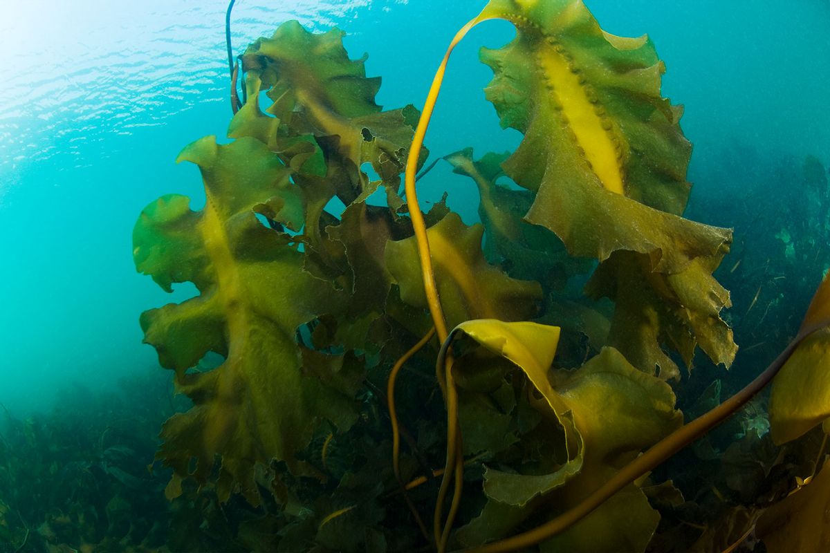Hollow-Stemmed kelp underwater in the St. Lawrence River in Canada (Getty Images/LaSalle-Photo)