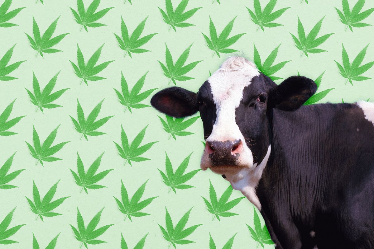 Cow | Hemp pattern (Photo illustration by Salon/Getty Images)