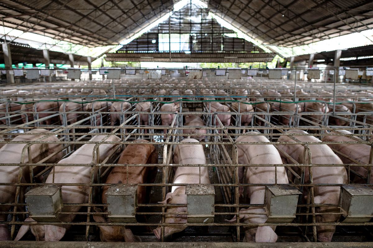 Swine Production (Getty Images/Arun Roisri)