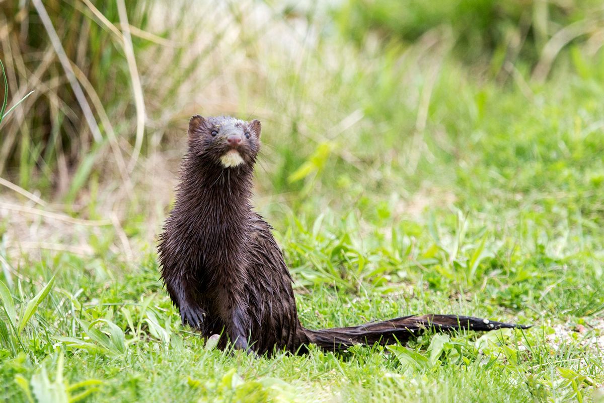A curious mink, it's head slightly lifted as it sniffs the air (Getty Images/JZHunt)
