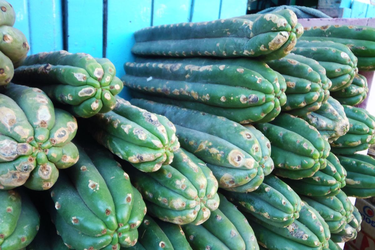 San Pedro Cactus (Wikimedia Commons/Ajor933)