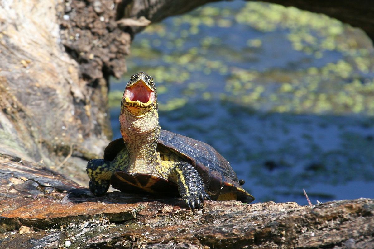 A Turtle (Getty Images/Minko)
