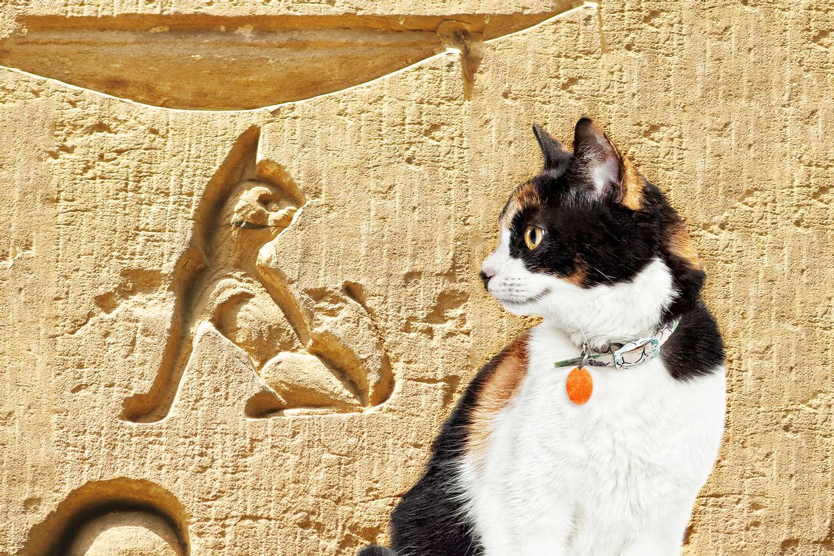 Carving of a small cat at the archaeological site of Kom Ombo, Egypt | A house cat with a collar (Photo illustration by Salon/Getty Images)