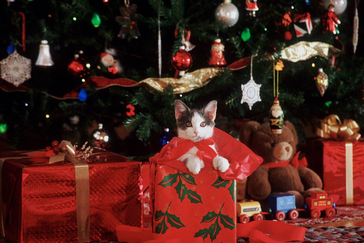 Christmas Cat (Getty Images/Roy Morsch)
