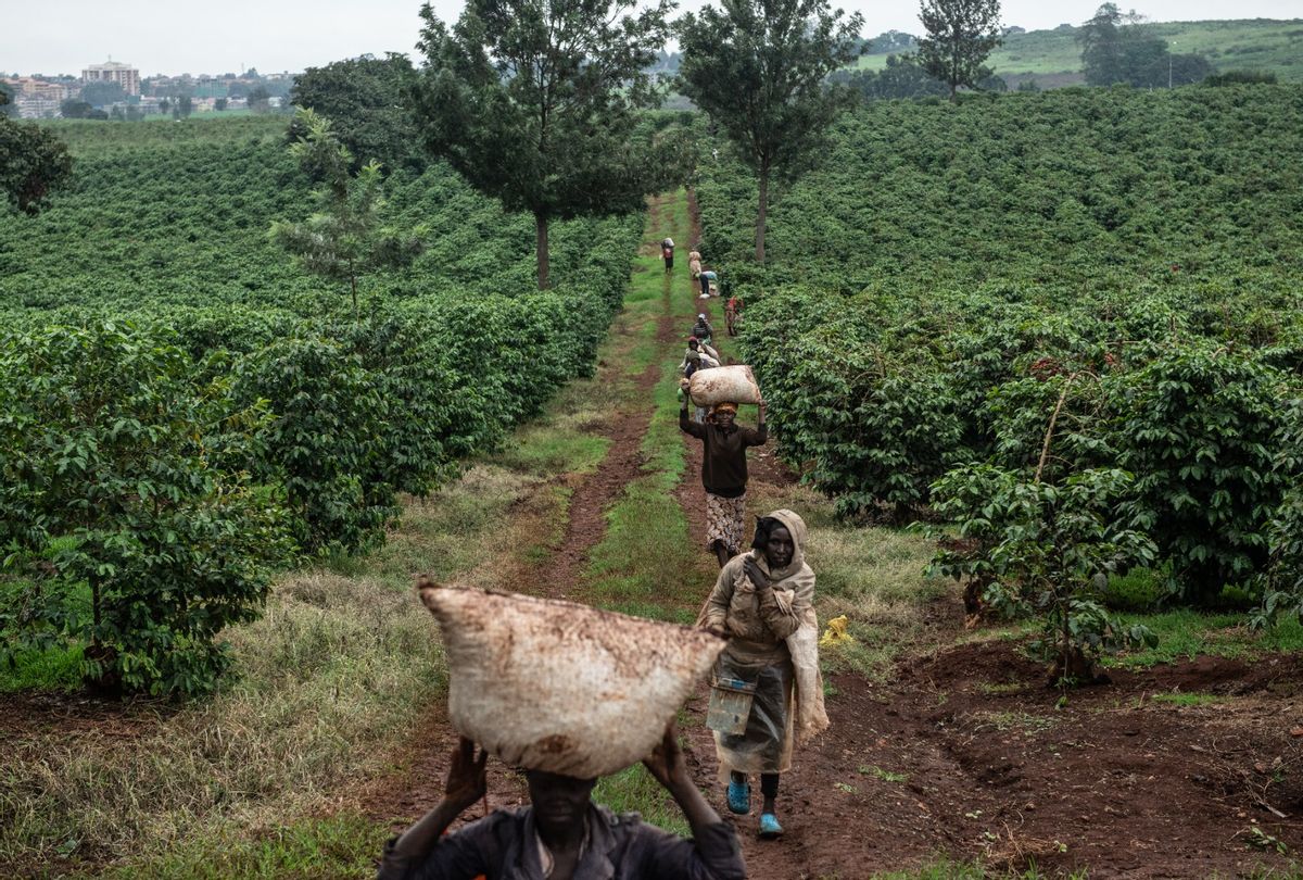 Coffee cherries are harvested at Riara Coffee Farm on June 10, 2019 in Ruiru, Kenya. (Andrew Renneisen/Getty Images)