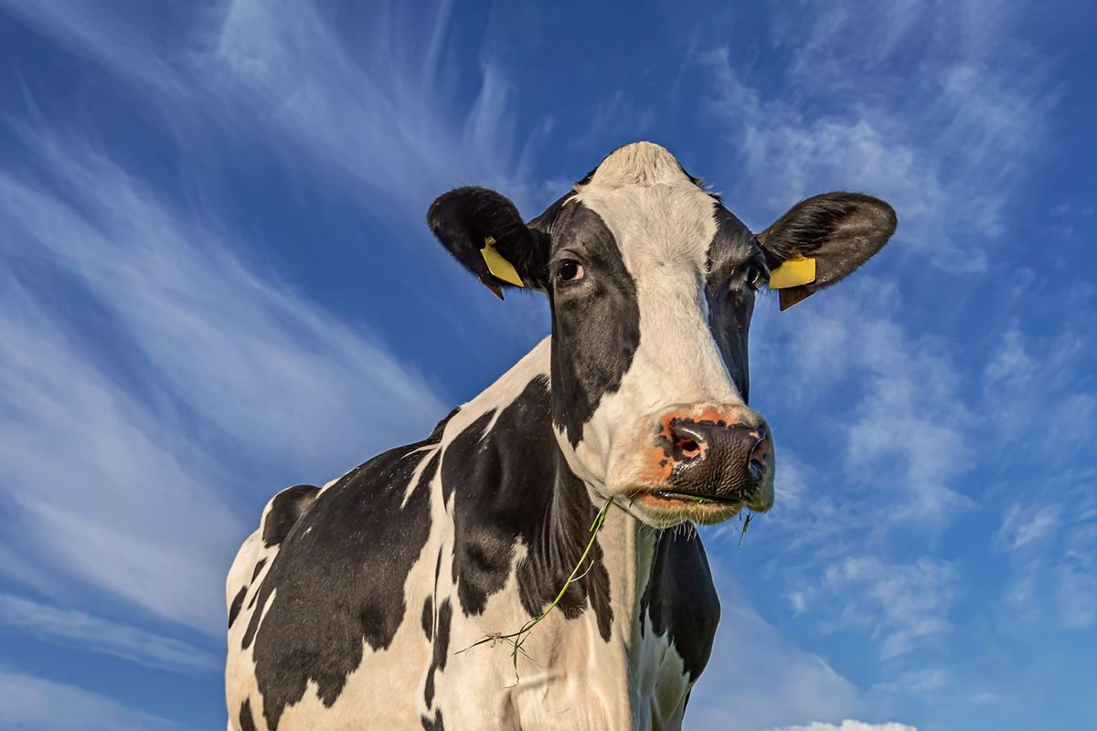 Holstein cow (Getty Images/Photograph taken by Alan Hopps)