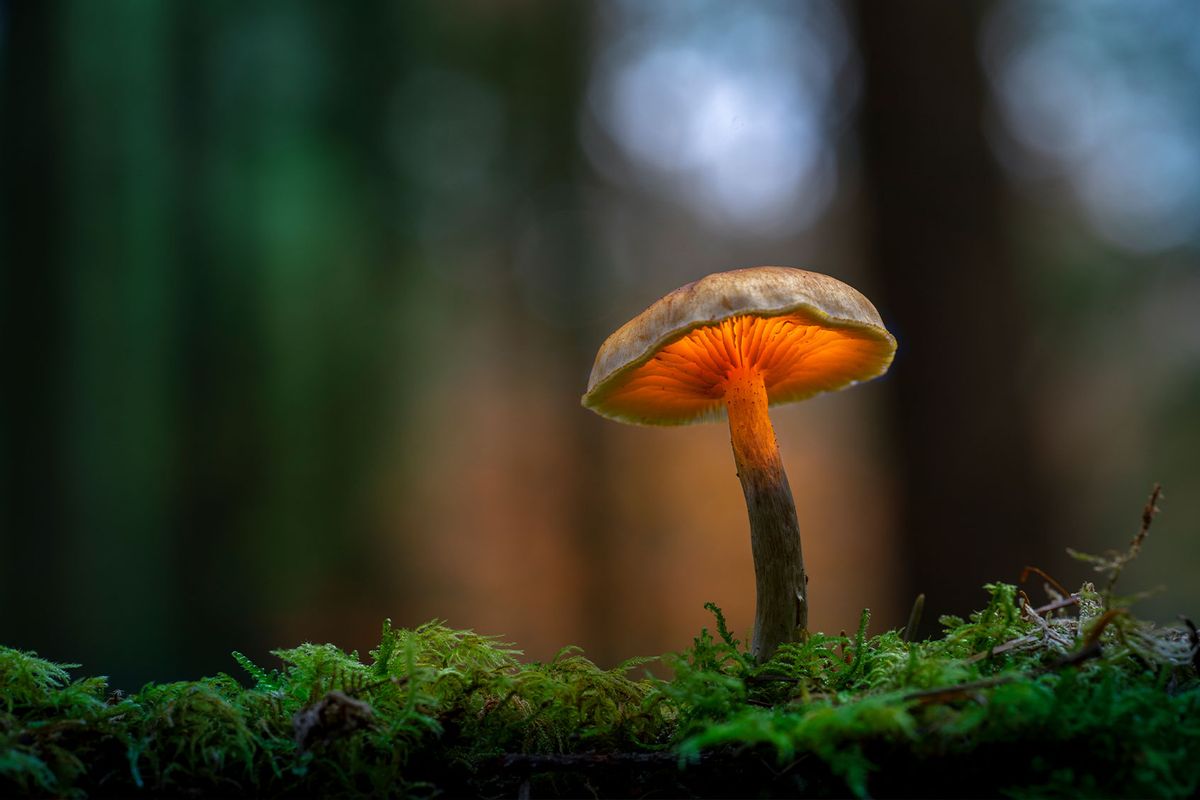 Close-up of mushroom growing on field (Getty Images/Karim Qubadi/500px)