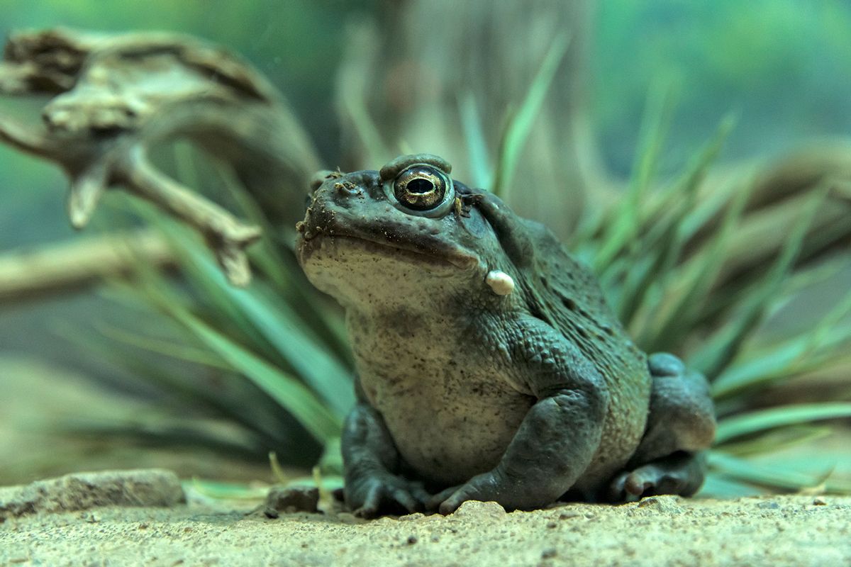 Sonoran Desert Toad (Getty Images/Mark Newman)