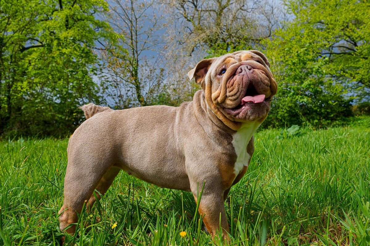 Pug and cheap bulldog mix