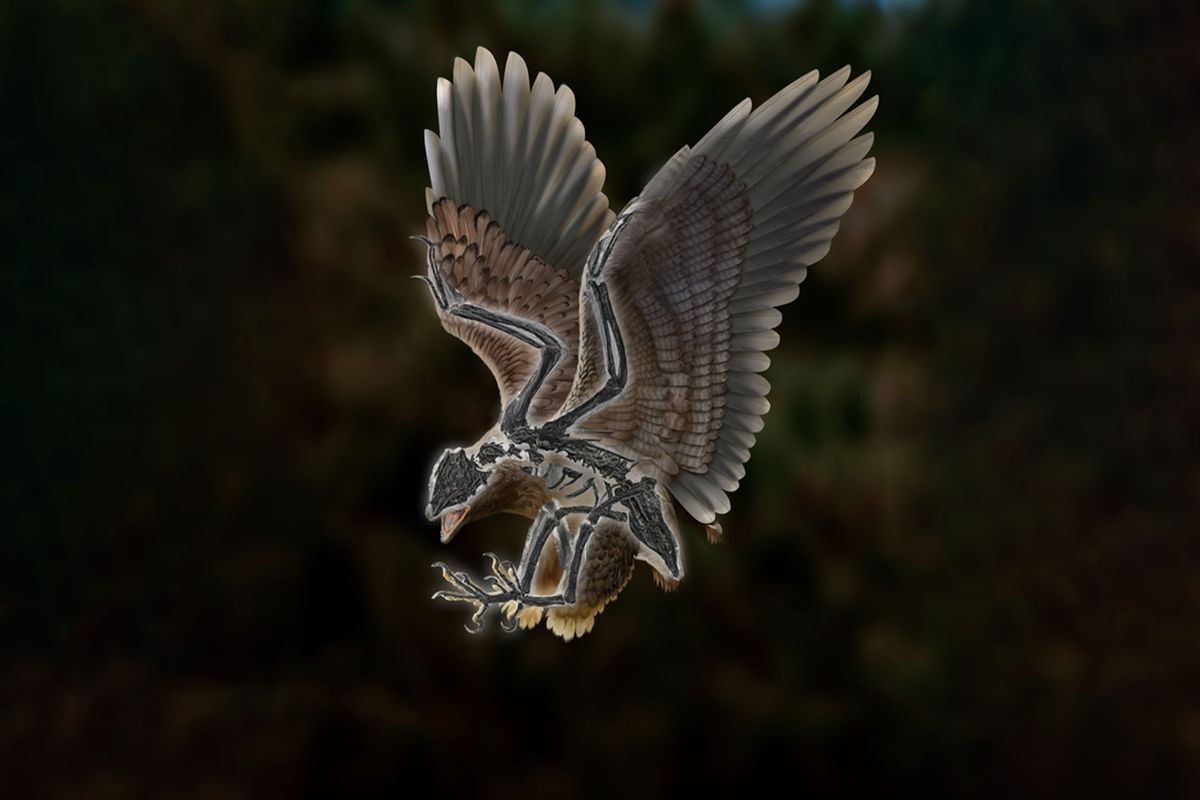 Life reconstruction of the 120-million-year-old bird Cratonavis zhui (Zhao Chuang/Chinese Academy of Sciences)